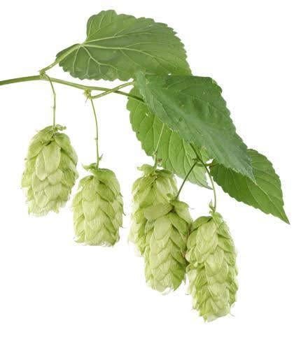 Hop zaden, Humulus lupulus, Verzenden