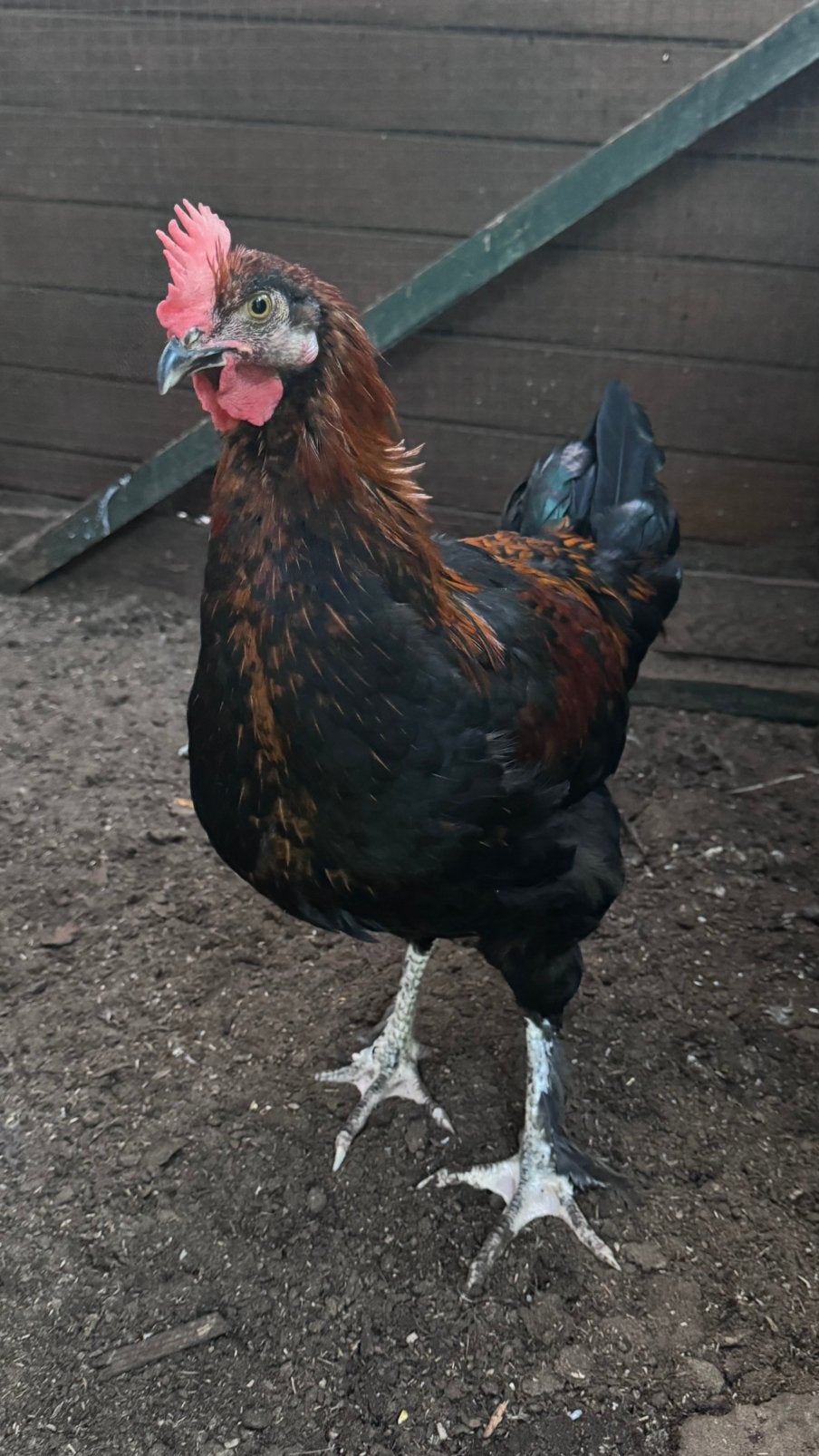 Marans haan, Dieren en Toebehoren