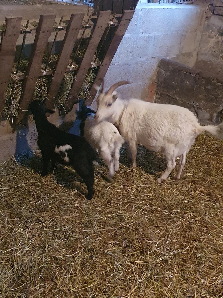 Dwerggeit met 2 lammeren, Dieren en Toebehoren, Vrouwelijk, Geit, 3 tot 5 jaar