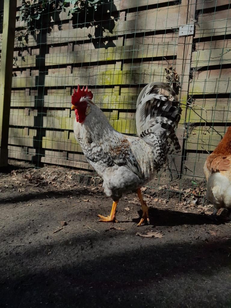 Legkippen beschikbaar (groenleggers), Dieren en Toebehoren, Pluimvee, Meerdere dieren, Kip