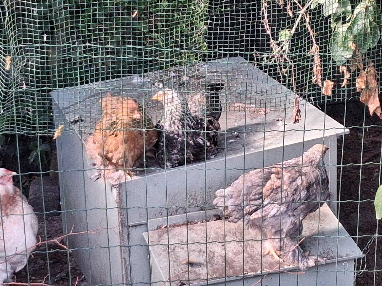 2 brahma (zalm) haantjes - gratis, Dieren en Toebehoren