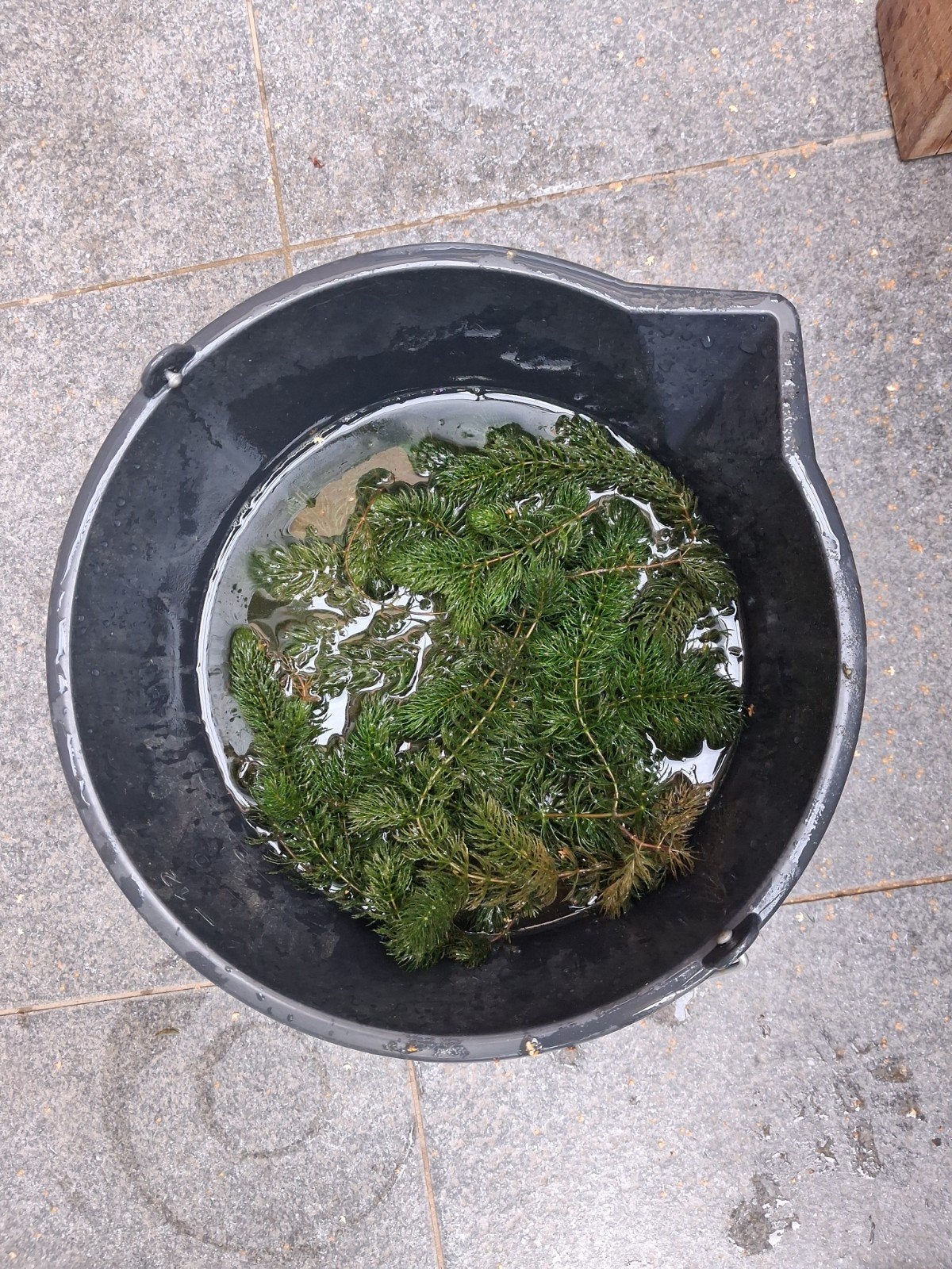 gratis zuurstofkruid voor de vijver, Tuin en Terras, Vijvers, Ophalen, Nieuw