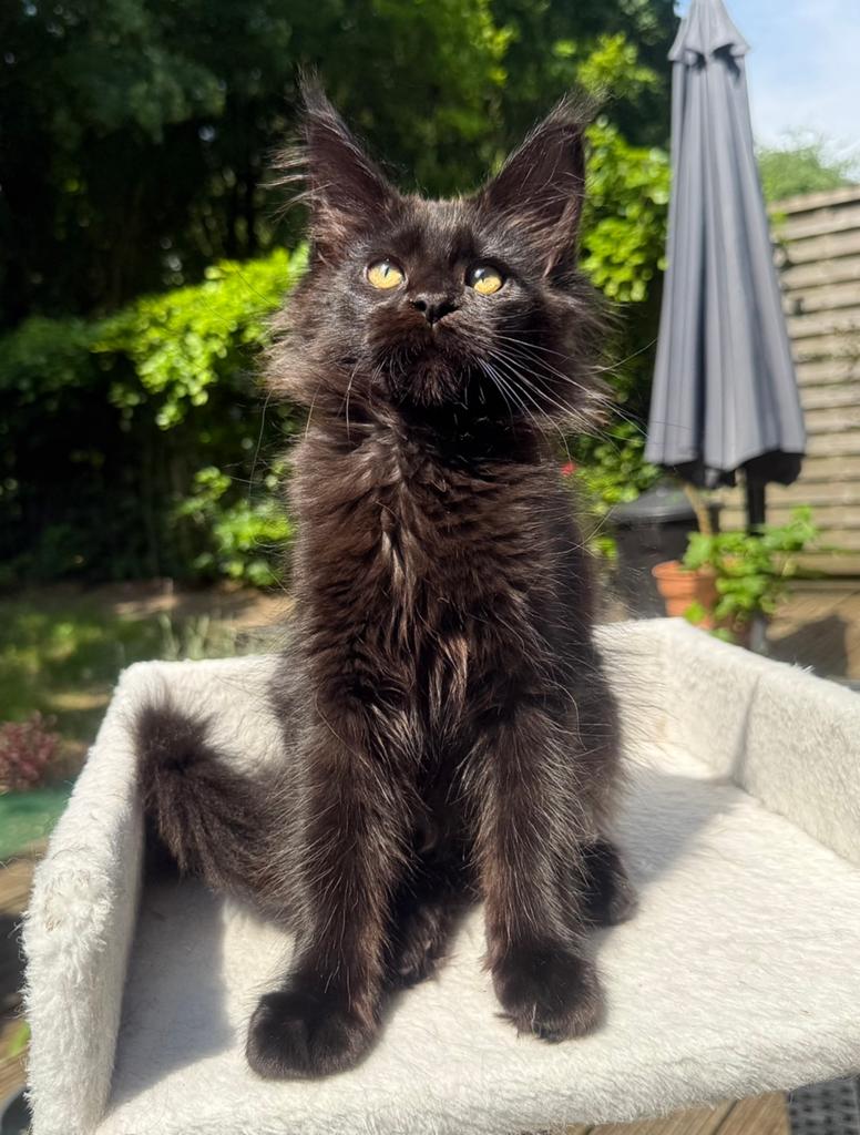 Naomi – super fluffy Maine Coon poesje, Poes, Met stamboom, 0 tot 2 jaar