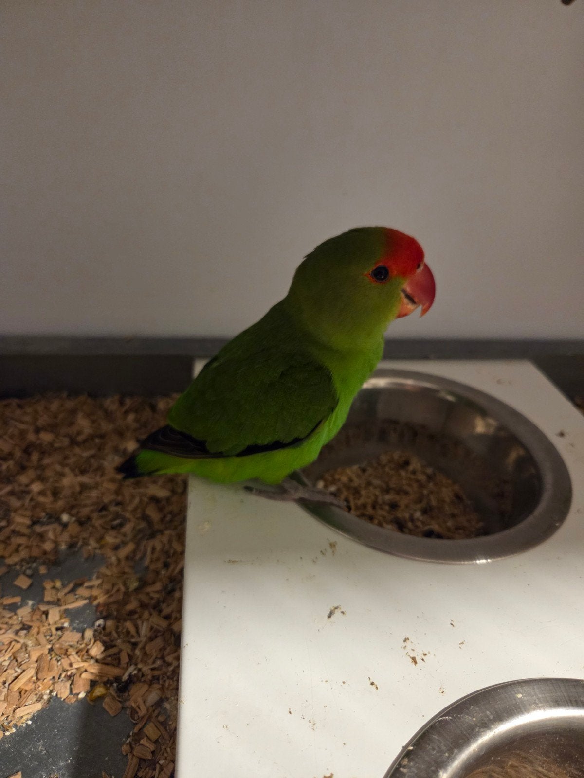 handtamme dwergpapegaai, Mannelijk, Dwergpapegaai of Agapornis, Tam