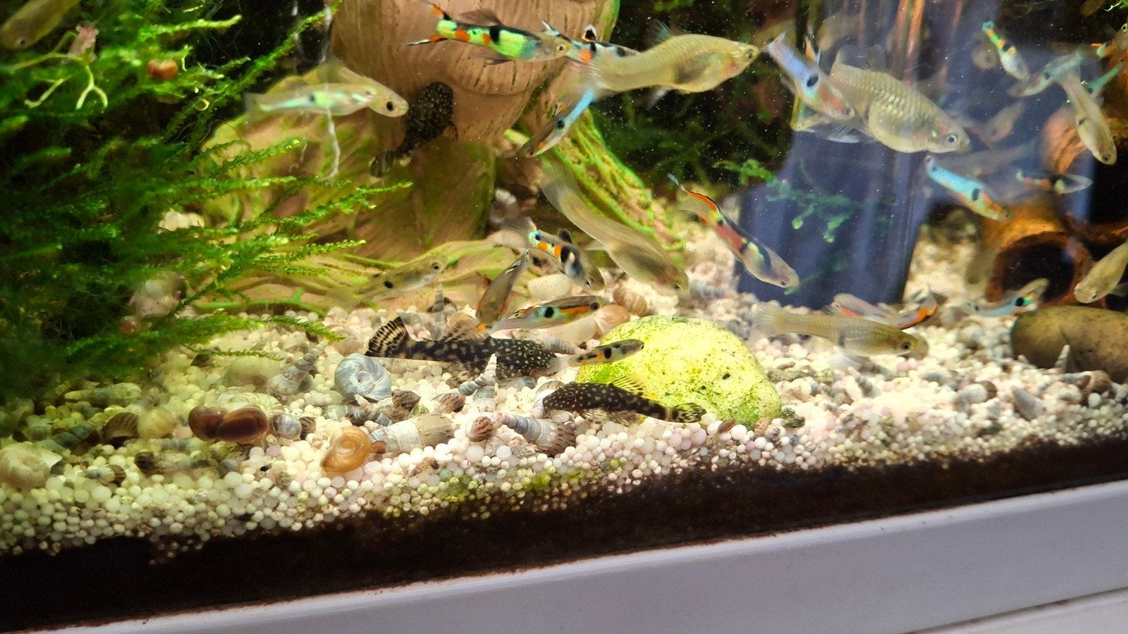 Endler guppy mix. 10 voor 5€, Animaux & Accessoires, Poissons | Poissons d'aquarium