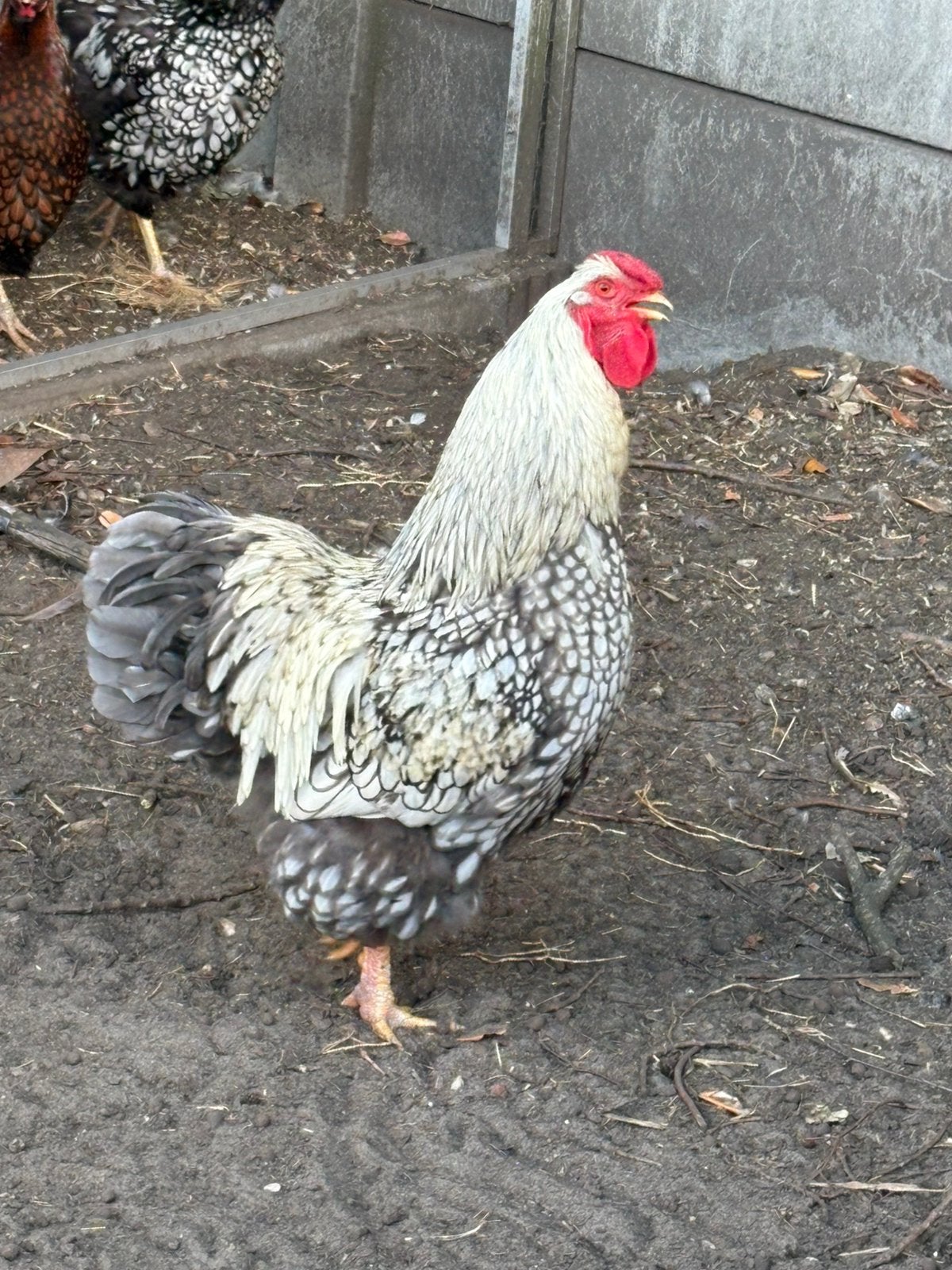 Mooie jonge Wyandotte haan (groothoender), Animaux & Accessoires, Mâle, Poule ou poulet