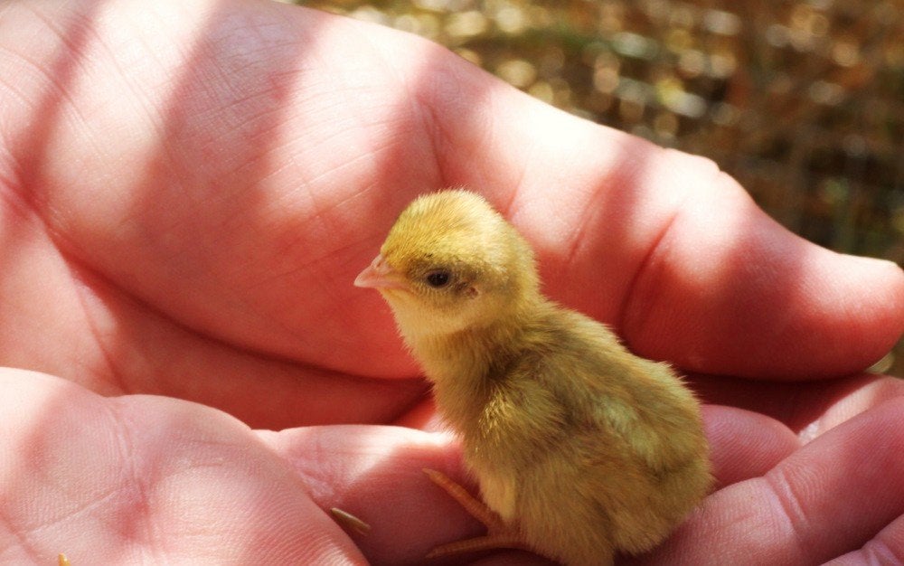 Japanse kwartels alle kleurslagen, Dieren en Toebehoren, Pluimvee, Meerdere dieren, Overige soorten