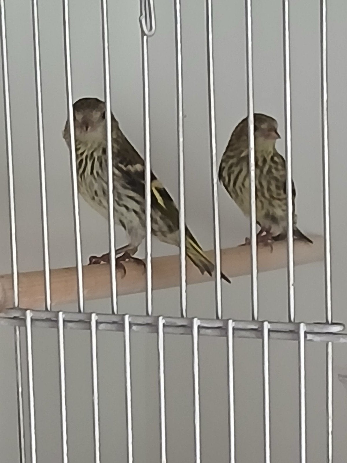 4 jonge sijzen, Dieren en Toebehoren, Vogels | Overige Vogels, Meerdere dieren, Wildzangvogel, Geringd
