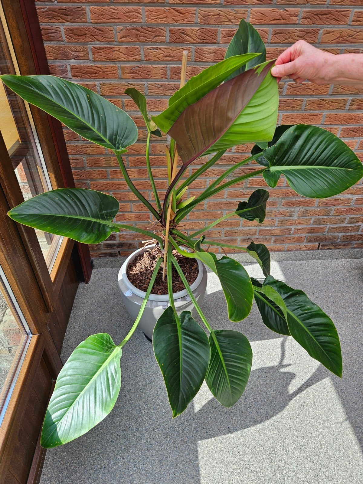 Philodendron red moon, Maison & Meubles, Plantes d'intérieur, Enlèvement