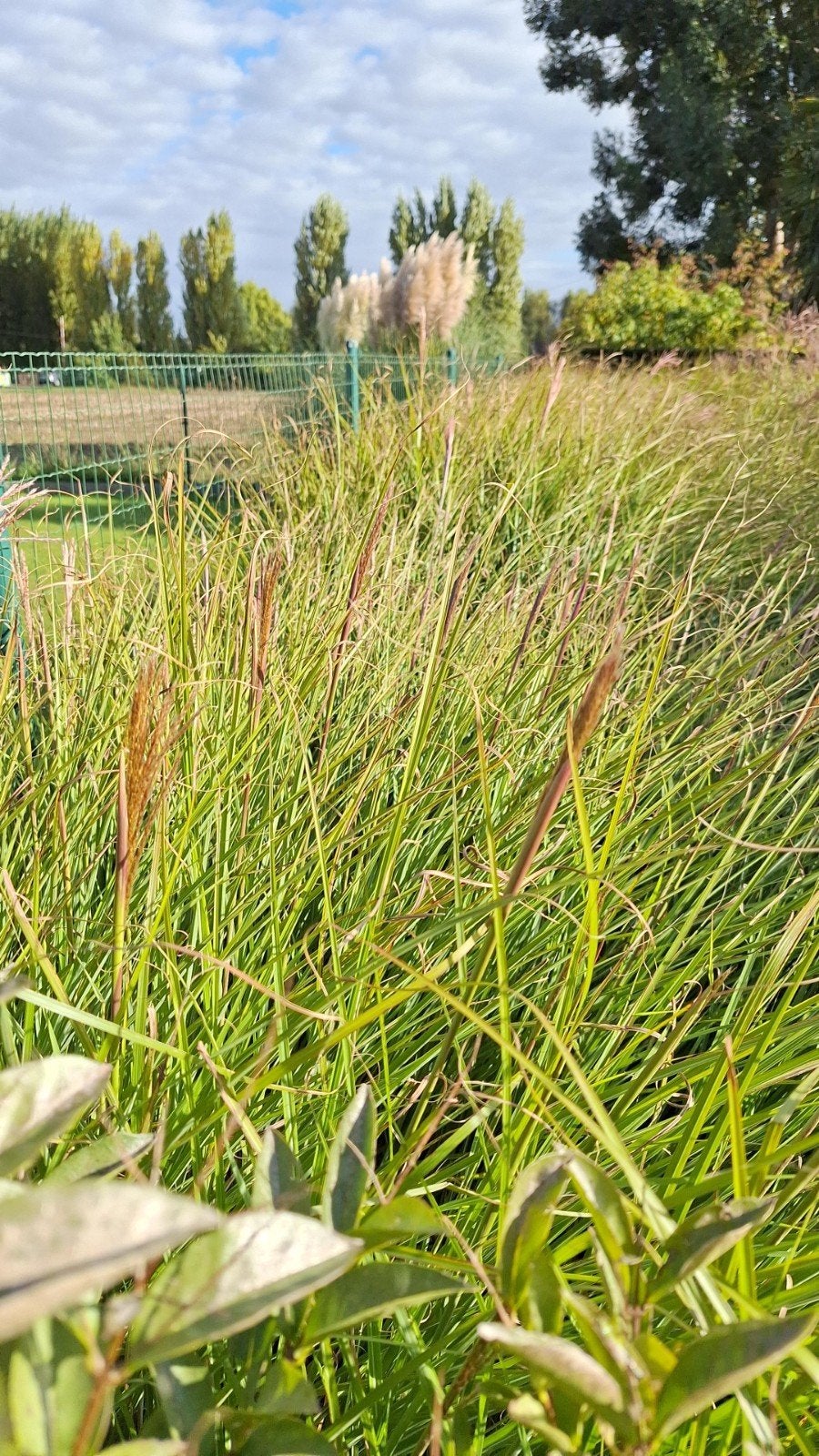 Herbe ornementale Miscanthus, Jardin & Terrasse, Enlèvement, Automne, Plante fixe, Graminées ornementales