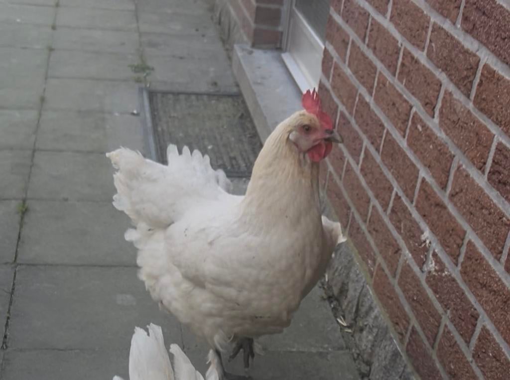 Kip te koop, Dieren en Toebehoren, Pluimvee, Kip