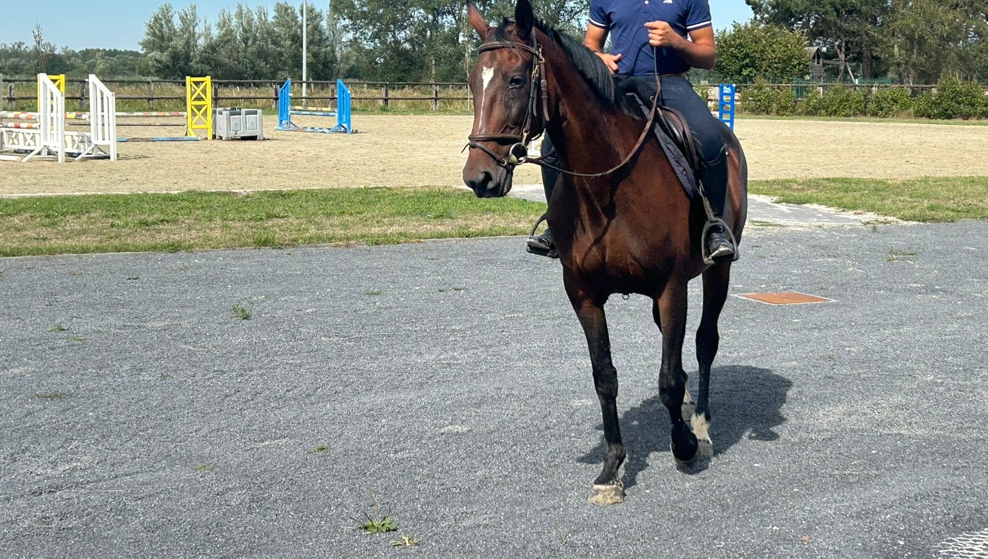 Belgische draver - merrie - 1m59, Dieren en Toebehoren, Merrie, Minder dan 160 cm, Met stamboom, Niet van toepassing
