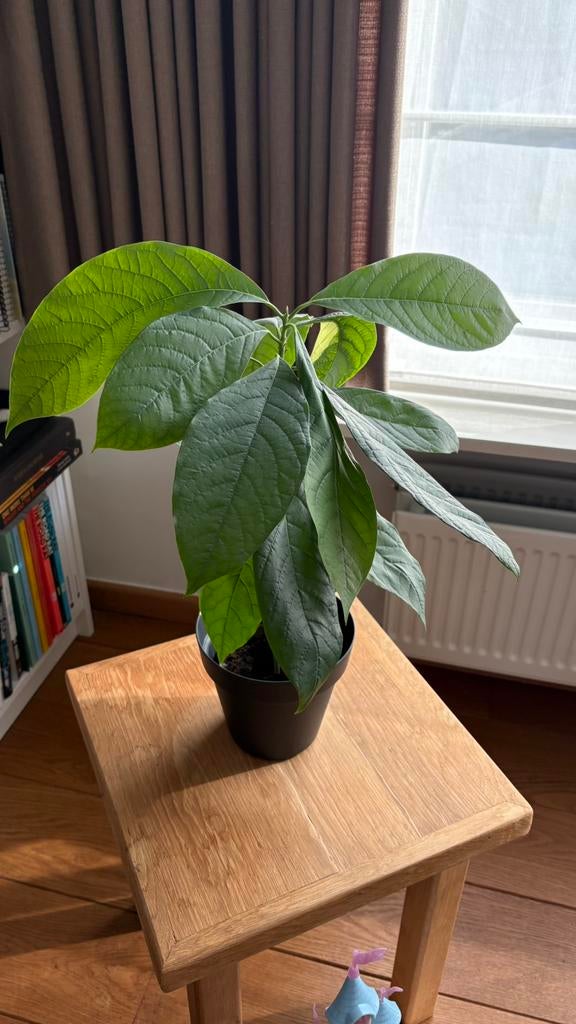 Avocado plant 50 cm hoog, Ophalen