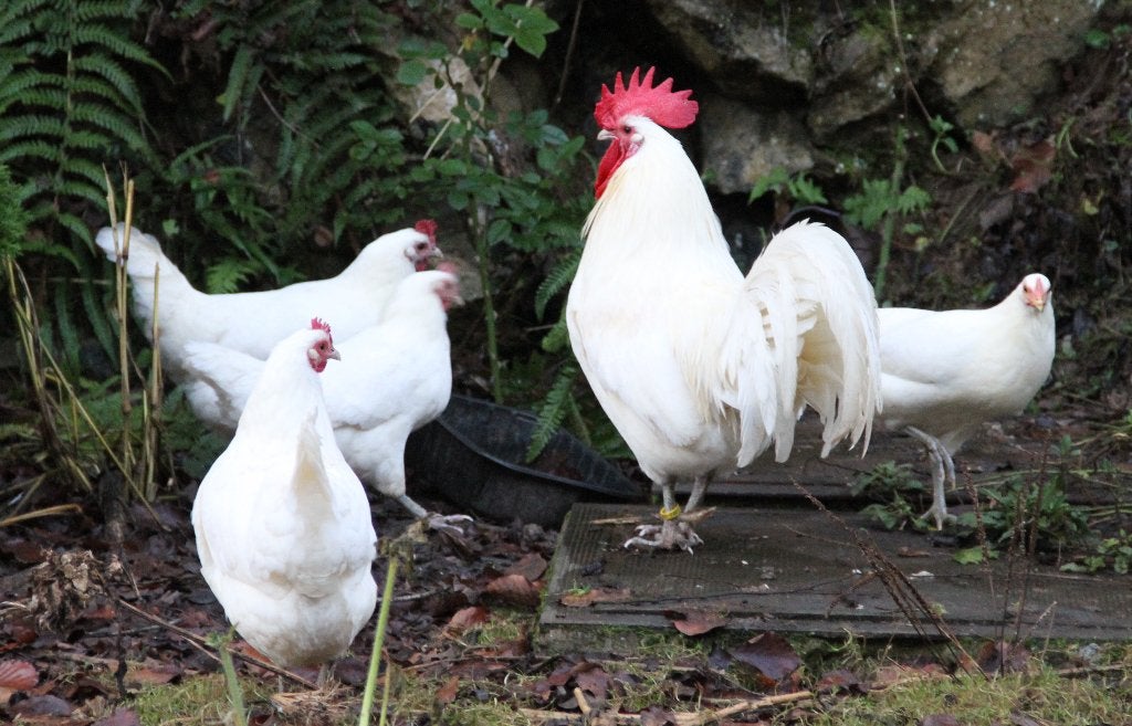Grandes poules & coqs de race famenoise, Animaux & Accessoires, Plusieurs animaux, Poule ou poulet