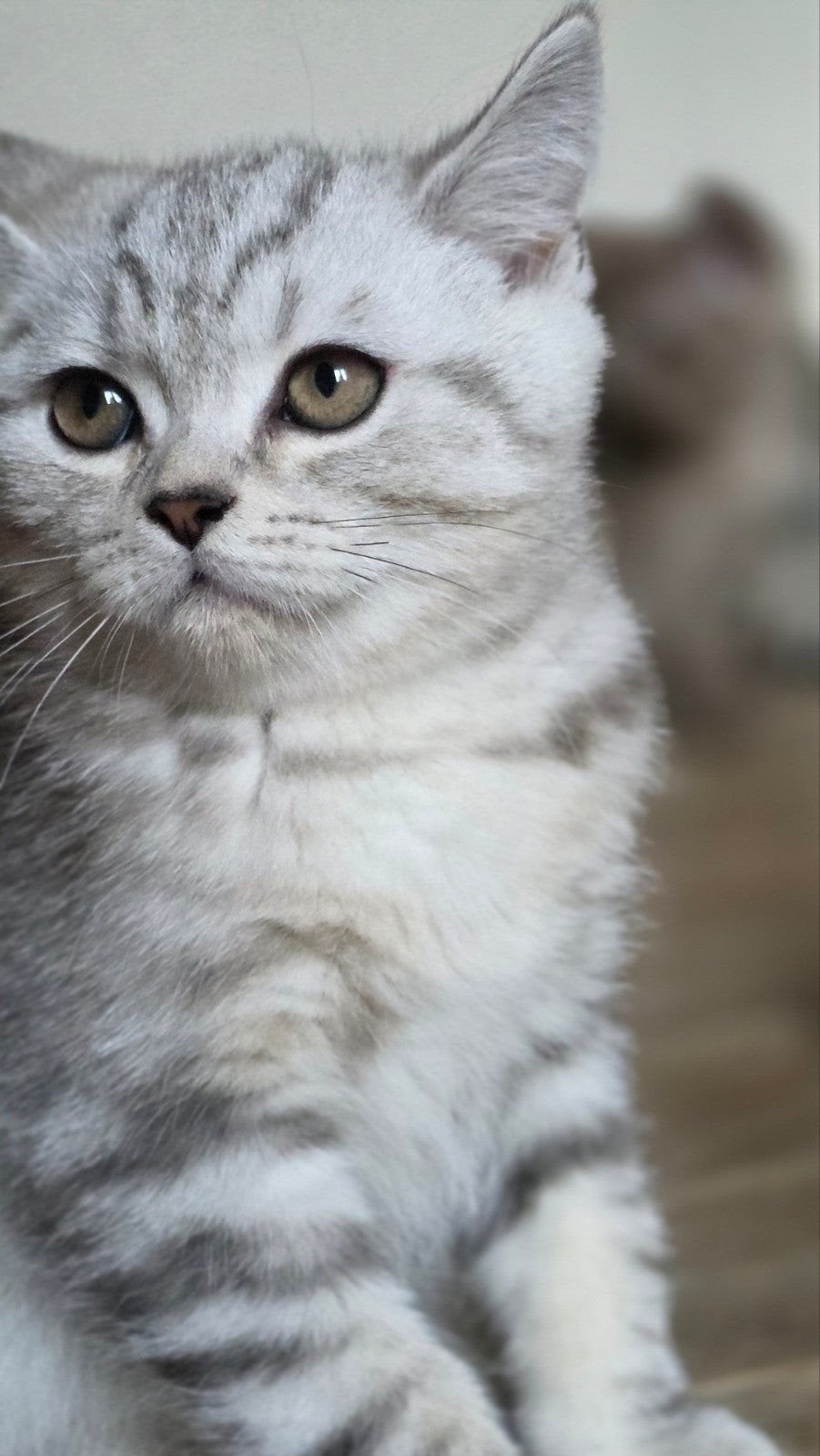 Beaux chatons britanniques à poil court à vendre., Plusieurs animaux, Avec puce électronique, 0 à 2 ans