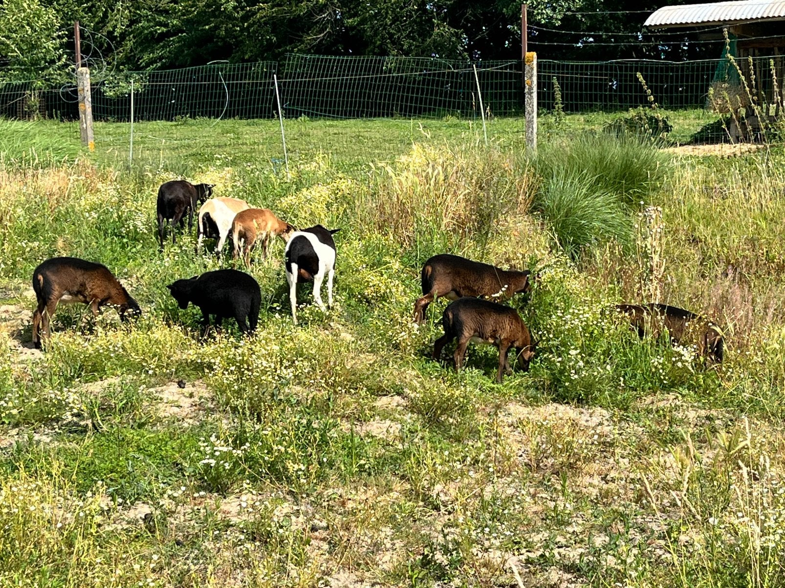Zelfruiende ramlammeren te koop, Animaux & Accessoires, Chèvre
