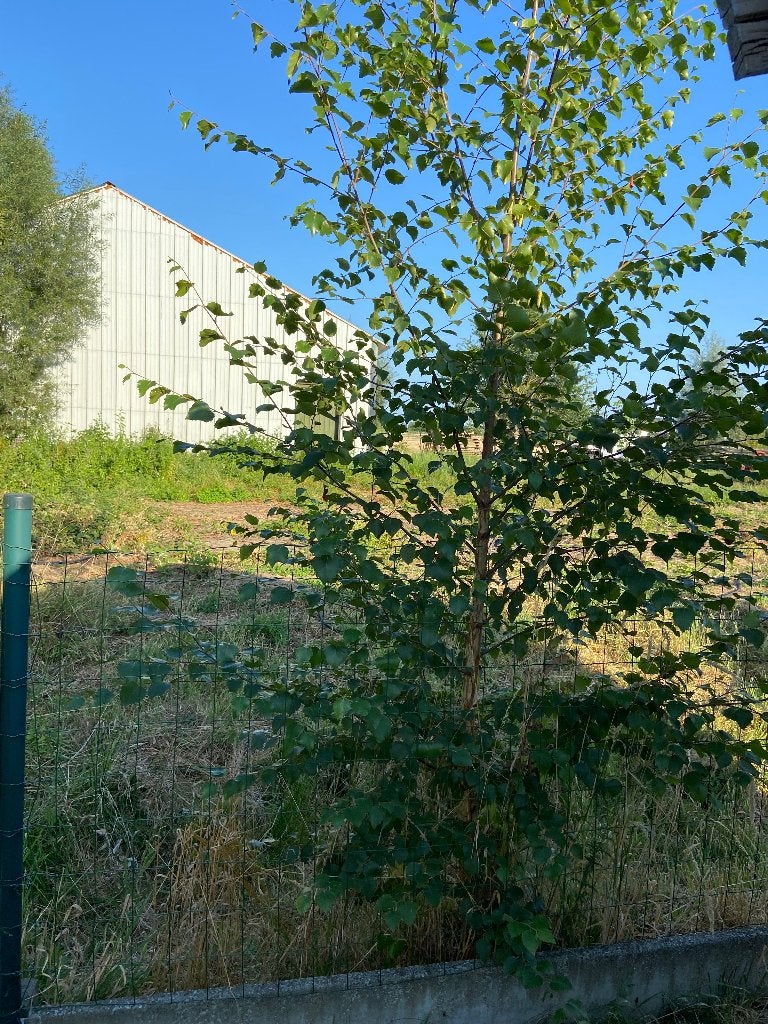 Boom berk, Tuin en Terras, Ophalen
