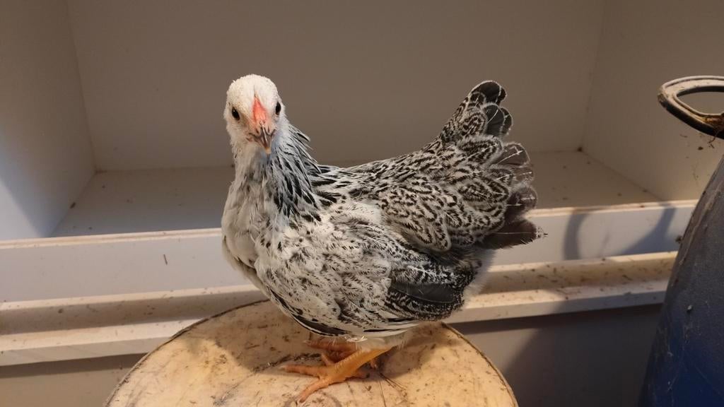 Wyandotte krielen, Dieren en Toebehoren