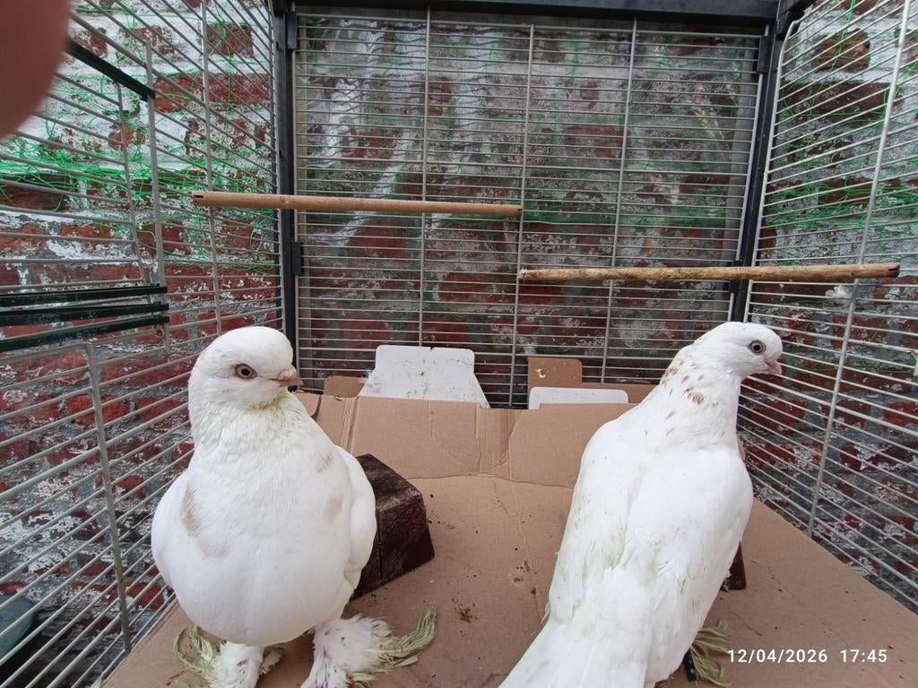 Mooie kortvoorhoofd Tuimelaar koppel, Dieren en Toebehoren, Pluimvee