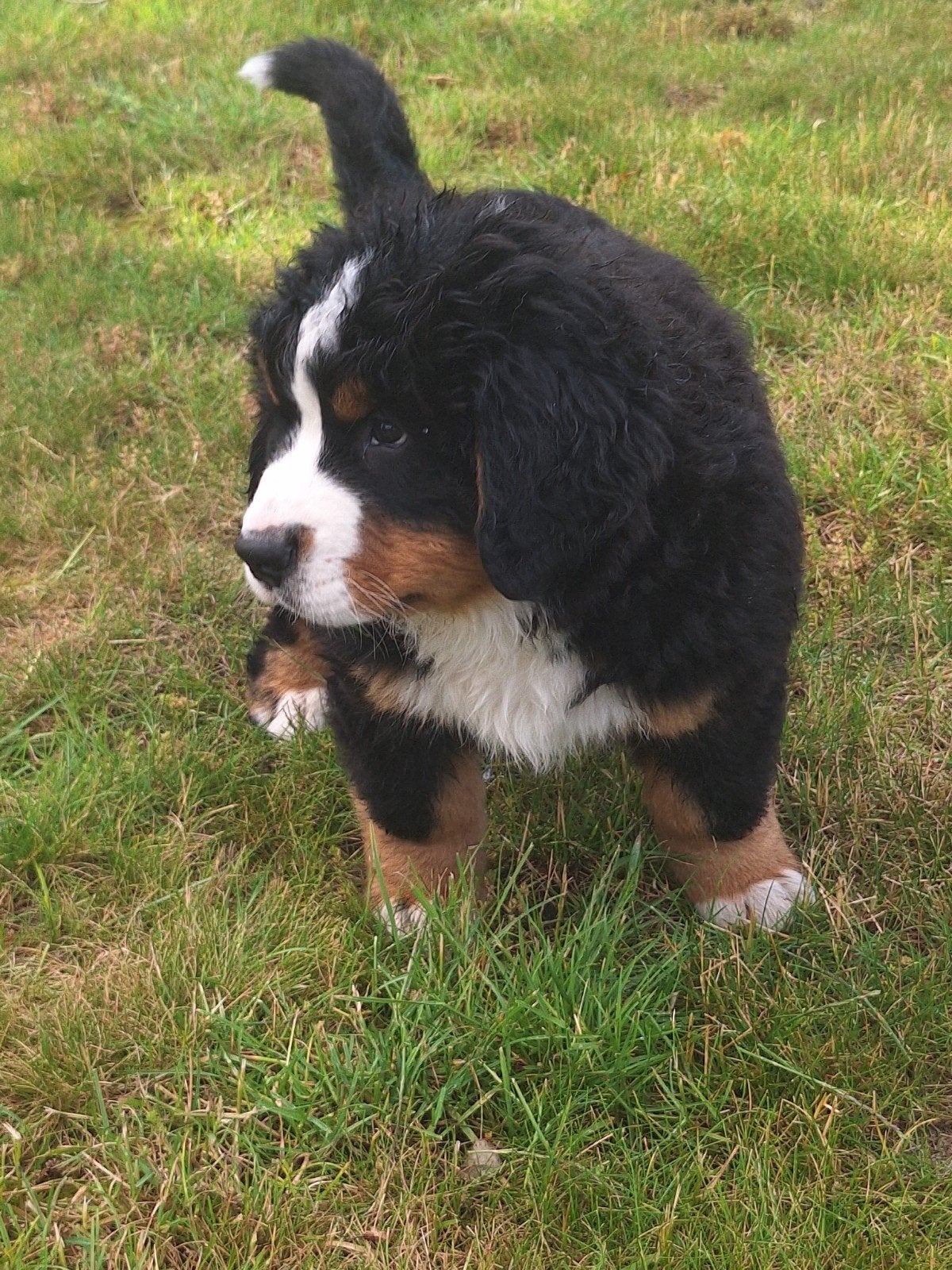 Berner sennen pups, Animaux & Accessoires, Chiens | Bouledogues, Pinschers & Molossoïdes, Chien (mâle), Swiss mountain, Particulier