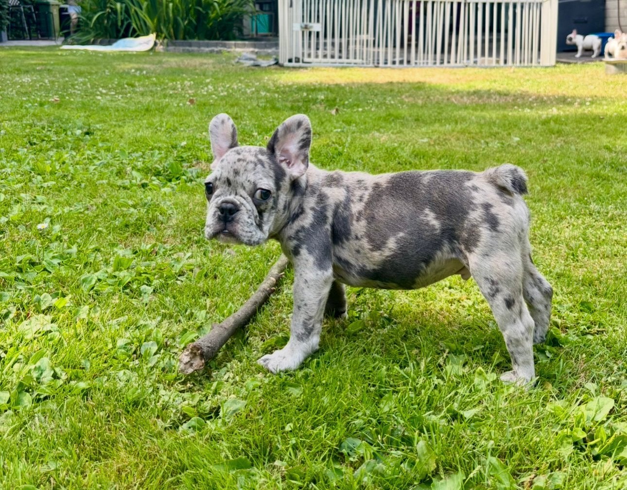 Franse Bulldog Pups, Parvo, België, Fokker | Hobbymatig, 8 tot 15 weken