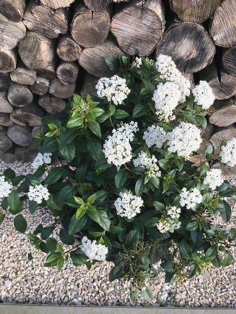 Boule de neige Viburnum Tinus, Autres espèces, Hiver, Enlèvement, Plante fixe
