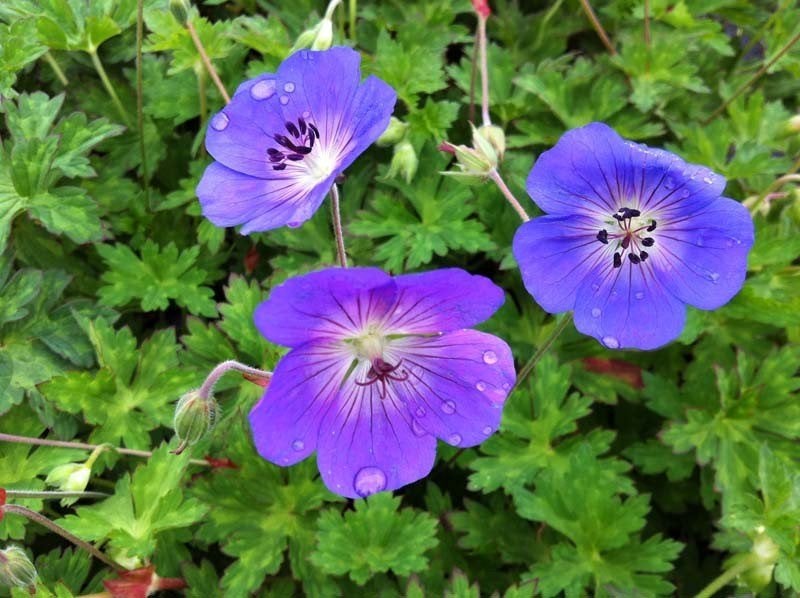 Tuingeranium 'Rozanne', Tuin en Terras, Planten | Tuinplanten, Ophalen, Zomer, Volle zon