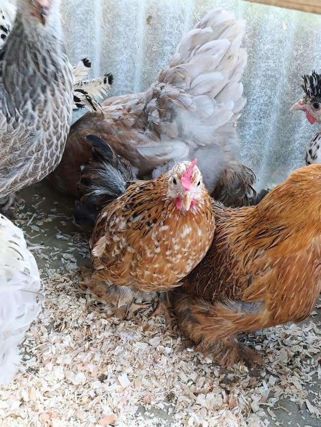 poulets d'ornement ,tradition et pondeurs couleurs 4+1gratui, Animaux & Accessoires, Volatiles, Femelle, Poule ou poulet