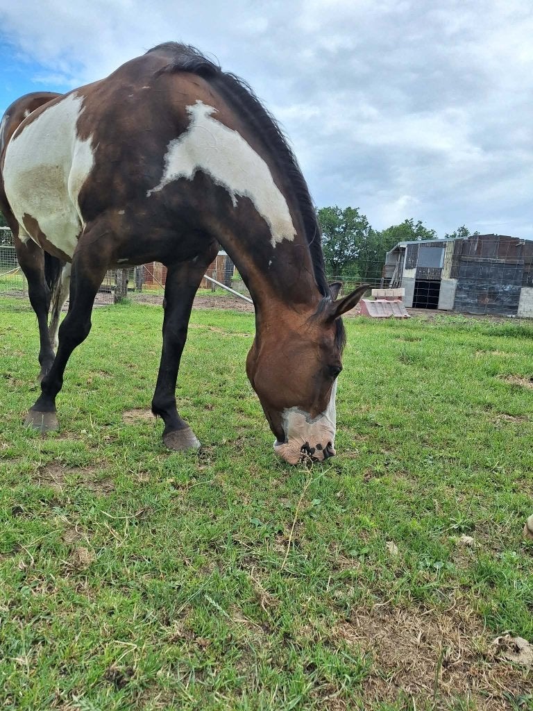 Westernpaarden, Meerdere dieren, Minder dan 160 cm, Westernpaard, Met stamboom