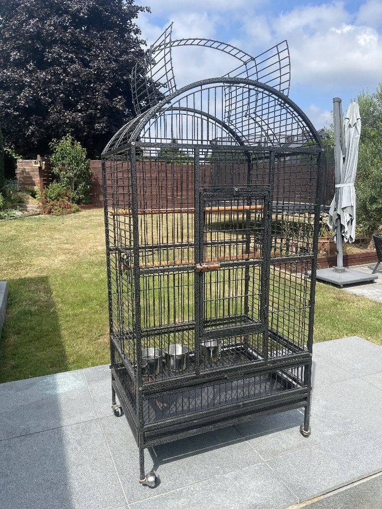 ruime vogelkooi, Sexe inconnu, Perroquet