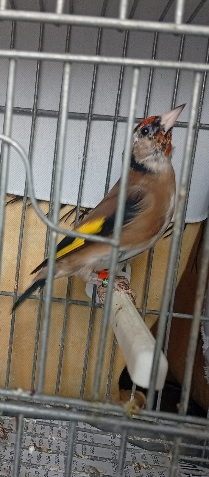 Chardonneret mâle petite taille 2026, Mannelijk, Wildzangvogel, Tam