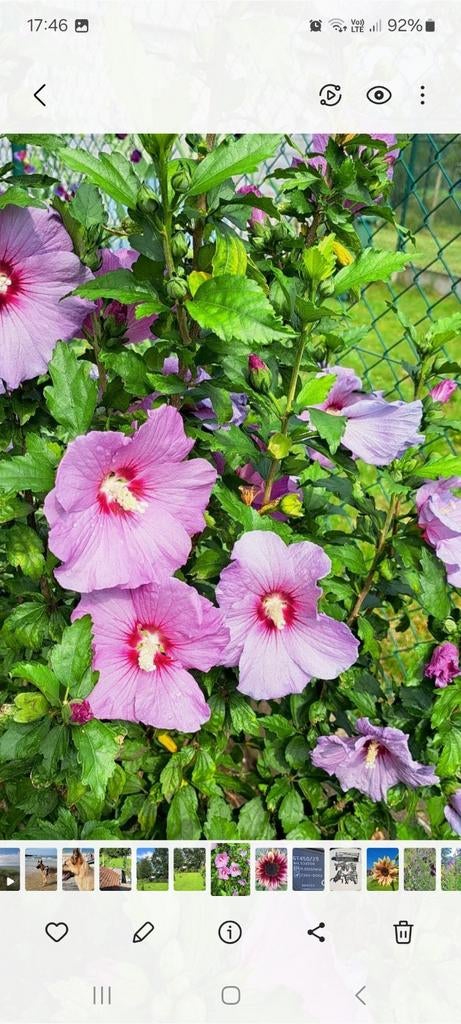 Plante d'hibiscus de 30 cm 10€, Jardin & Terrasse, Enlèvement ou Envoi