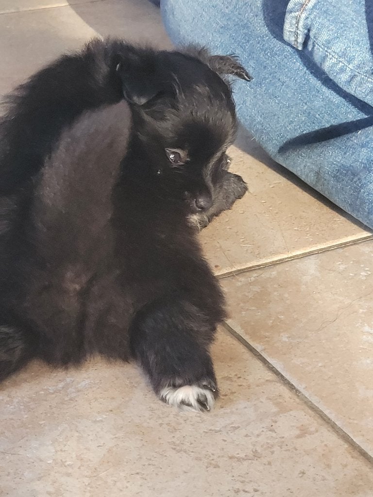 Loulou/Spitz Allemand, Particulier, Loulou, 8 à 15 semaines, Plusieurs