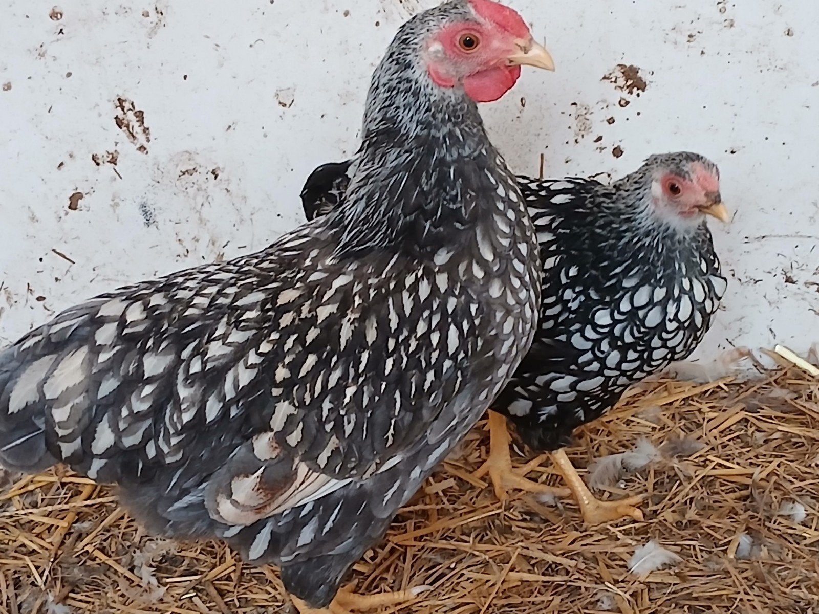 Wyandotte kriel, Dieren en Toebehoren, Meerdere dieren, Kip