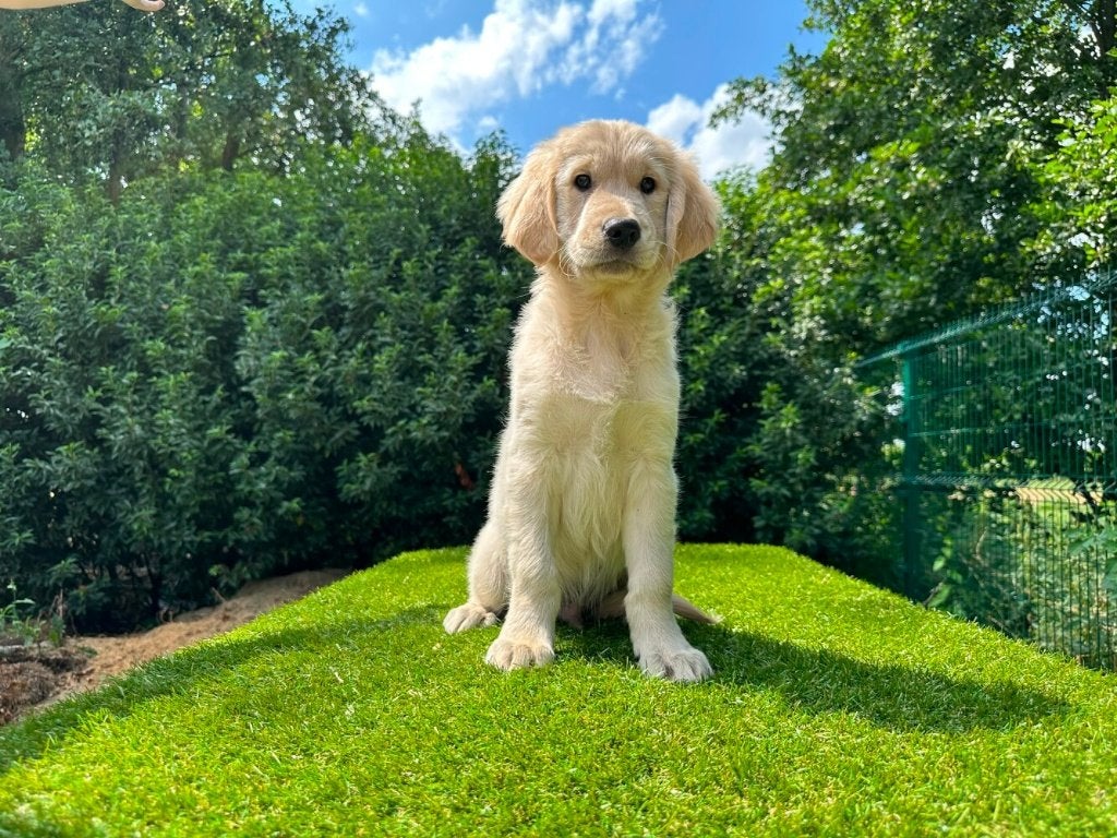 Golden Retriever pups, Dieren en Toebehoren, Golden retriever, België, 8 tot 15 weken, CDV (hondenziekte)