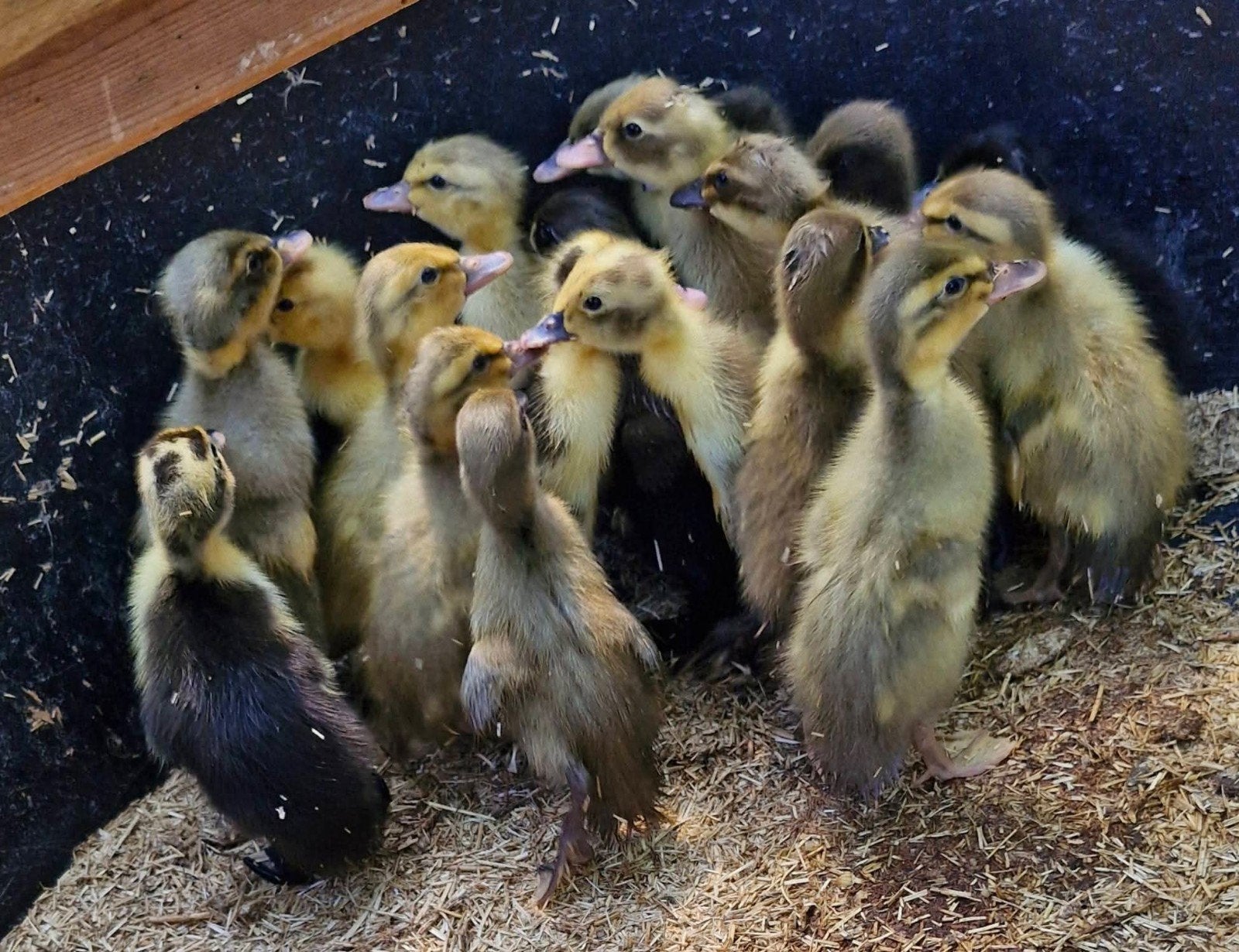 Canards en course âgés de 6 semaines, Animaux & Accessoires, Volatiles