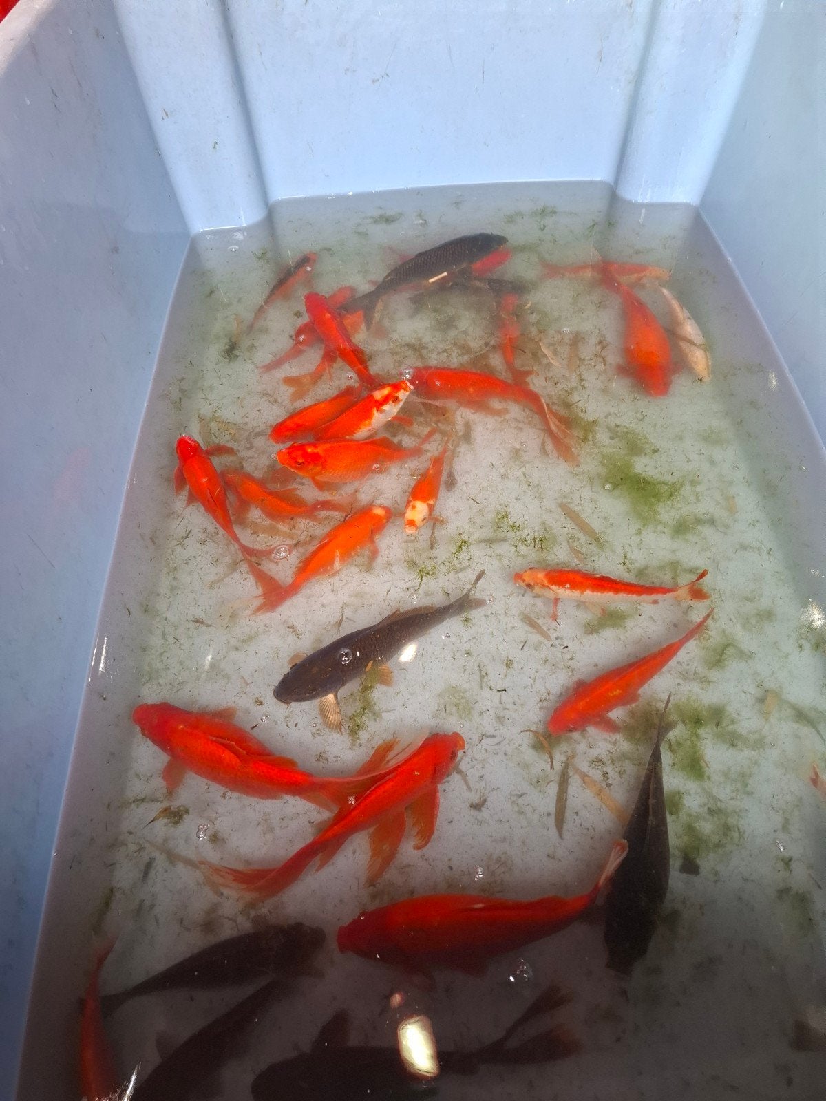 Goudvissen, Dieren en Toebehoren, Vissen | Vijvervissen, Goudvis(sen)