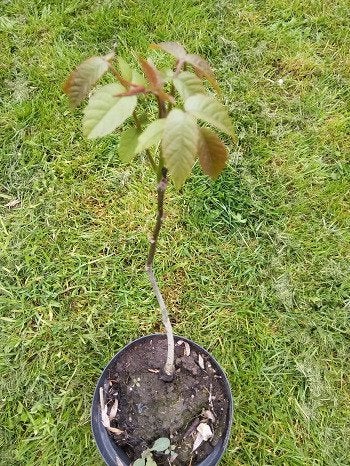 jeune noyer en pot +- 50 cm   Bonne santé, Jardin & Terrasse, Noyer, En pot, Moins de 100 cm, Enlèvement