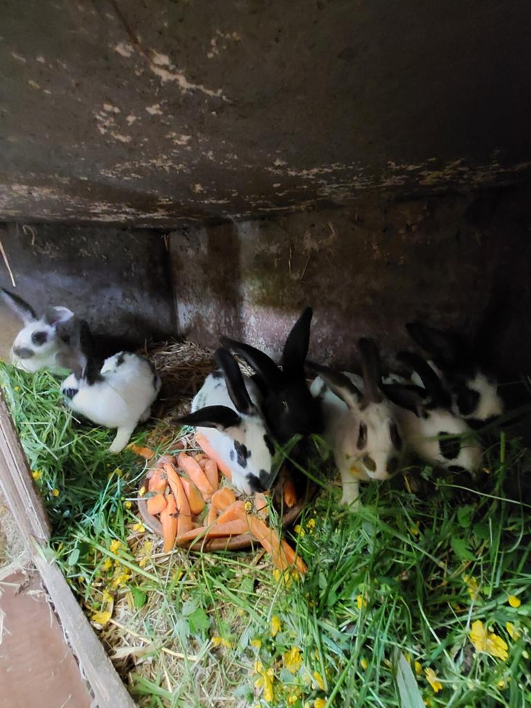 vlinder konijnen, Dieren en Toebehoren, Maart