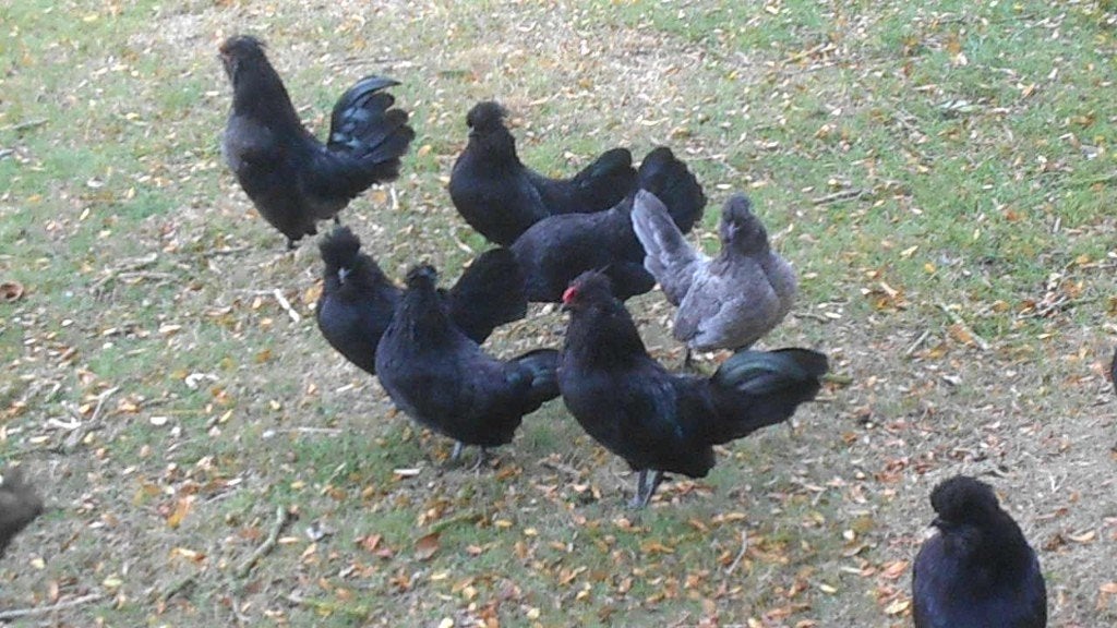 barbe de cresson noir et, Animaux & Accessoires, Plusieurs animaux, Poule ou poulet