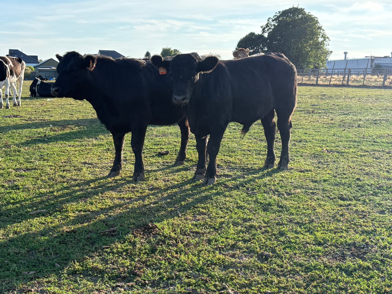Génisse Angus, Plusieurs animaux, 0 à 2 ans