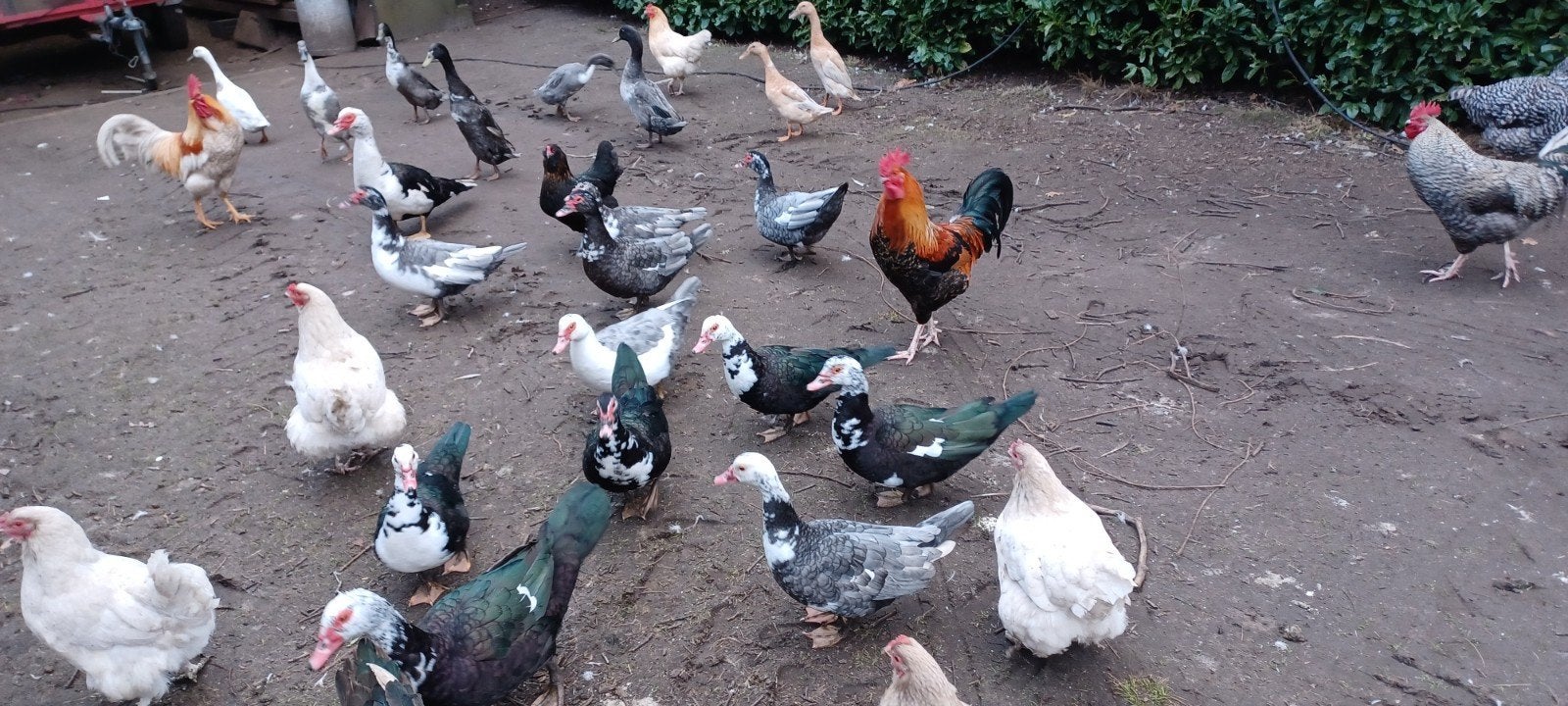 eenden, Dieren en Toebehoren, Pluimvee