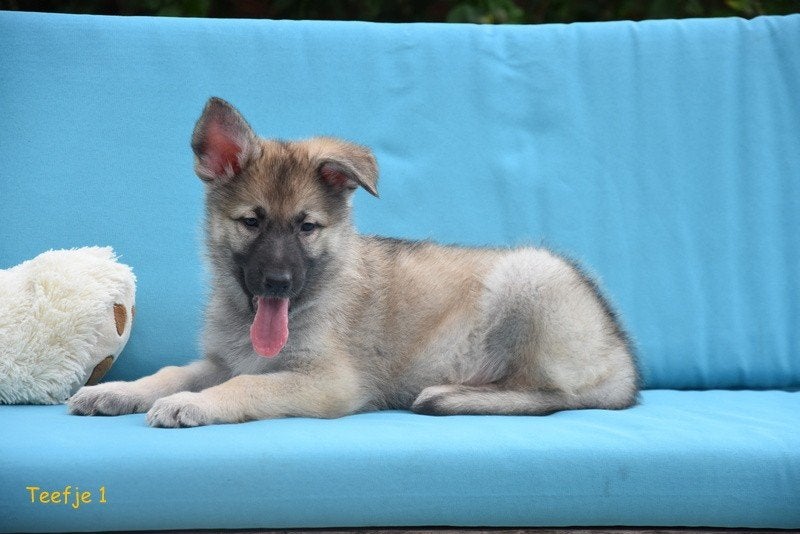 Prachtige grauwe Duitse Herder pups, Animaux & Accessoires, Maladie de Carré (chiens), Plusieurs, Belgique, Berger