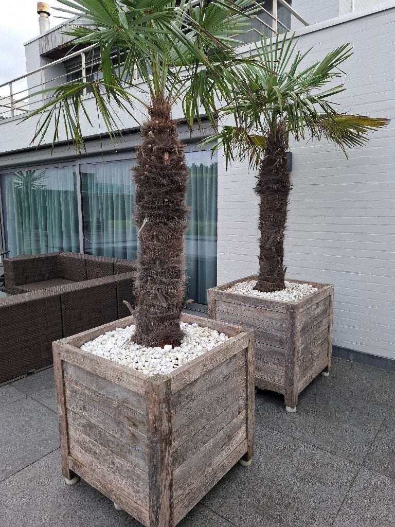 Palmbomen 3 stuk, Tuin en Terras, Planten | Bomen, Ophalen, In pot, Palmboom, 100 tot 250 cm