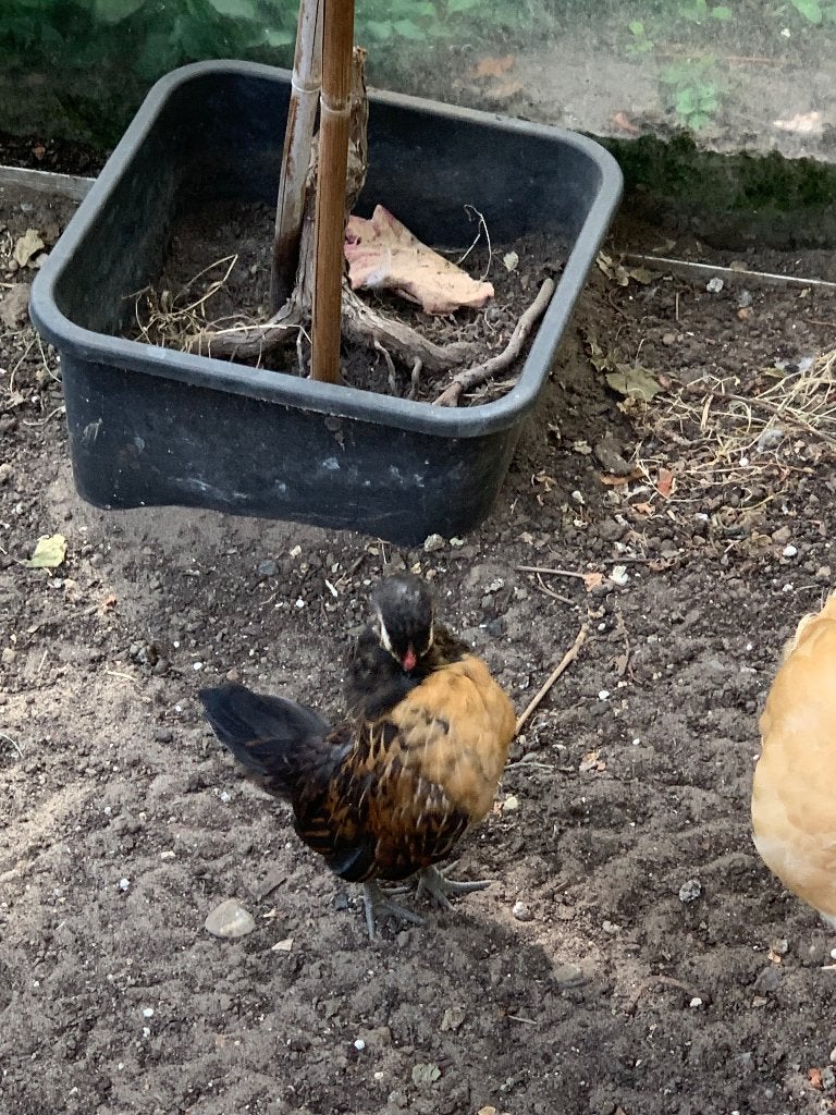 Gratis jonge haantjes, Dieren en Toebehoren, Mannelijk, Kip