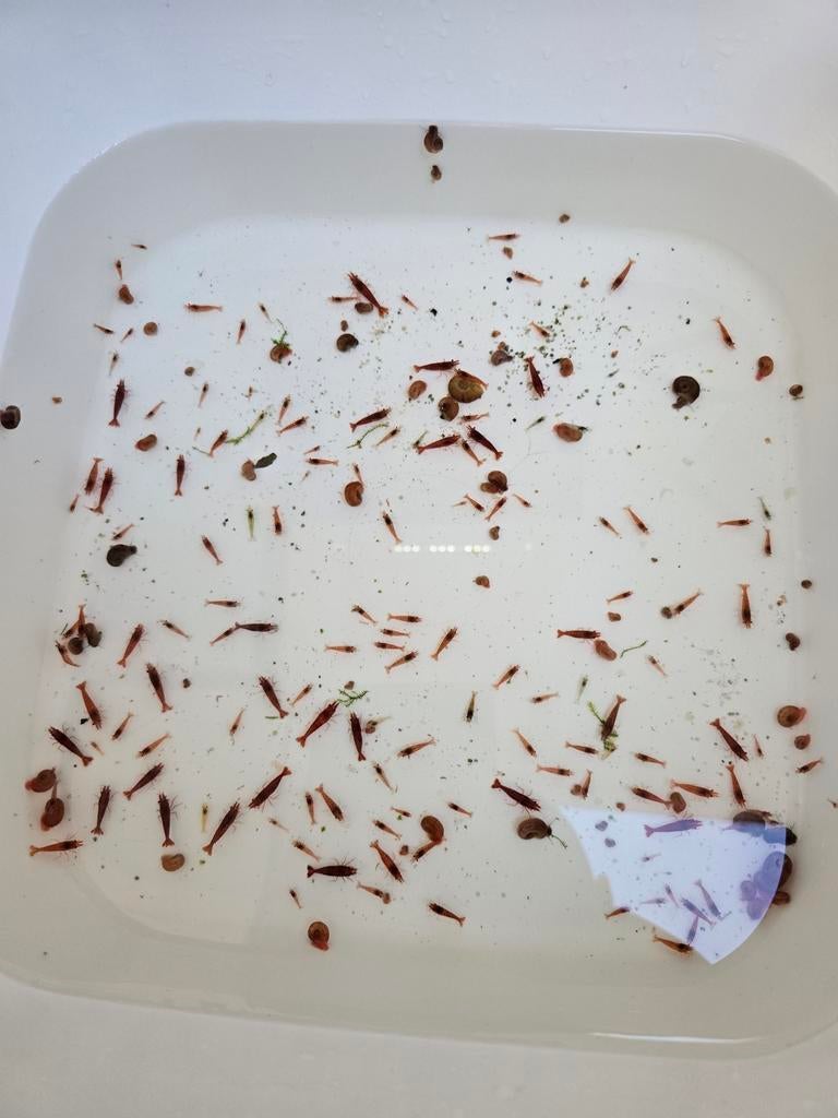Crevettes Red Cherry