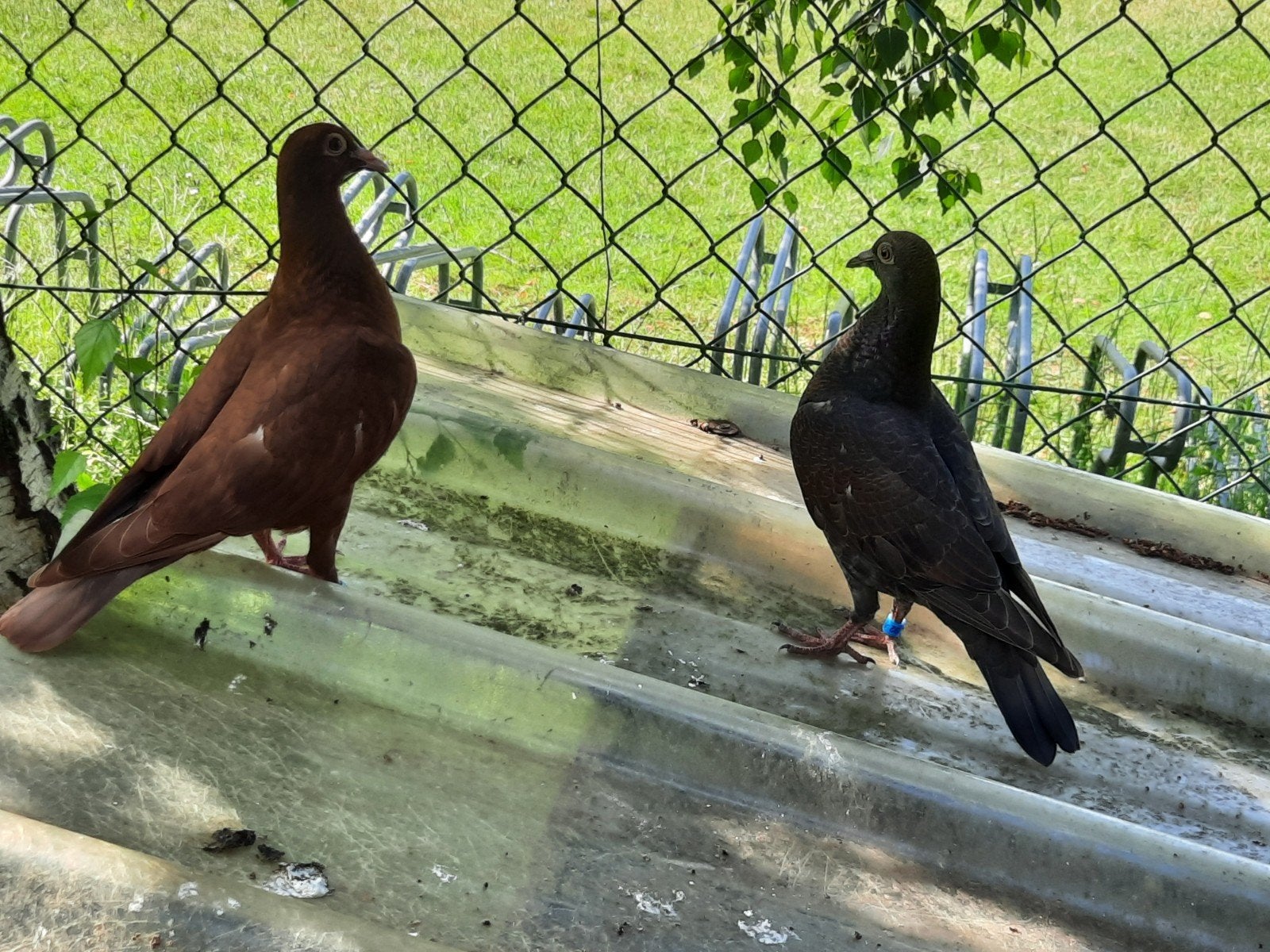 Koppel jonge duiven, Dieren en Toebehoren, Vogels | Duiven