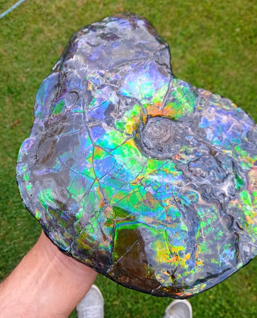 ammonite blue 30cm, Collections, Minéraux & Fossiles, Enlèvement ou Envoi, Fossile
