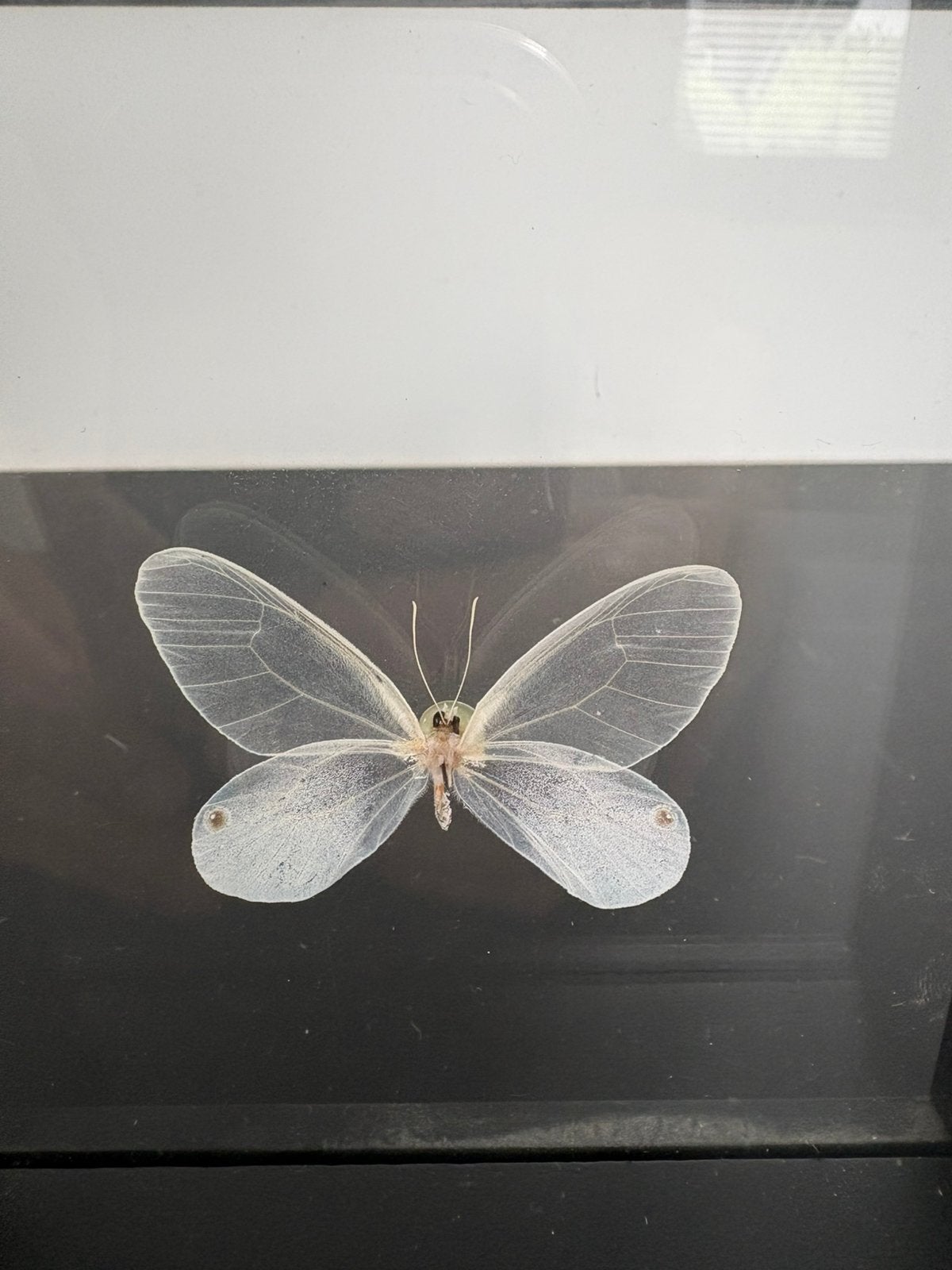 Vlinder decoratie, Huis en Inrichting, Ophalen, Overige stijlen, Zo goed als nieuw, Wit