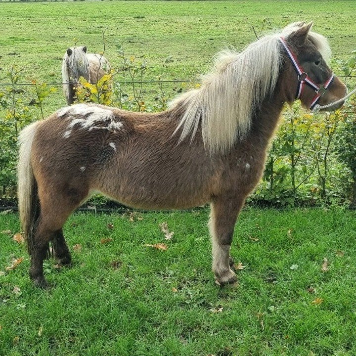 Appaloosas, Meerdere dieren, Met stamboom, 11 jaar of ouder